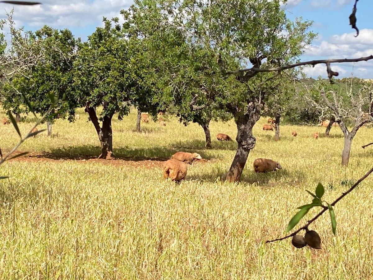 Finca Sa Canova Agroturismo Кампос Экстерьер фото